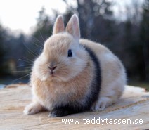 Teddytassens Dolly