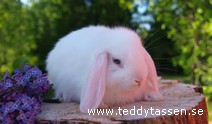 Teddytassens Dolph