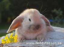 Teddytassens Domingo