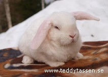 Teddytassens Donaldina
