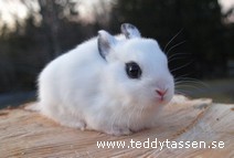 Teddytassens Donkey
