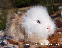 Teddytassens Doriz