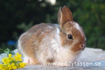 Teddytassens Dragòn