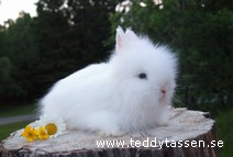 Teddytassens Droppa