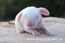 Teddytassens Droppe