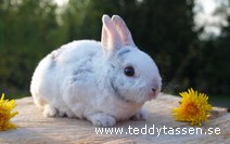 Teddytassens Drömma