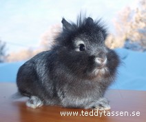Teddytassens Duck
