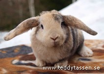 Teddytassens Duffy
