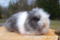 Teddytassens Dugga