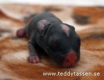 Teddytassens Dumle