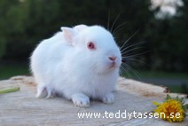 Teddytassens Dunder