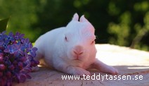Teddytassens E.t