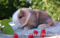 Teddytassens Edla