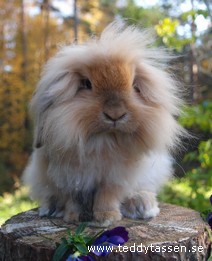Teddytassens Ejvind