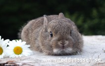 Teddytassens Eva