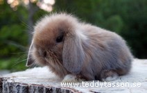 Teddytassens Eko