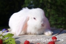 Teddytassens Elaine