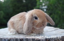Teddytassens Elda