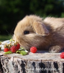 Teddytassens Elias