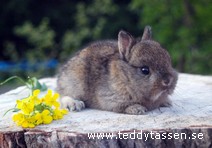Teddytassens Elin