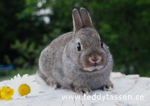 Teddytassens Emanuel
