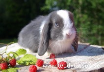Teddytassens Emil