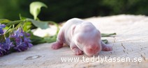 Teddytassens Emma