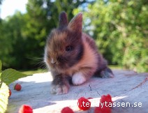 Teddytassens Enkan