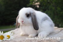 Teddytassens Enok