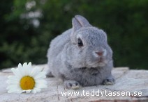 Teddytassens Erik