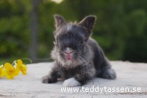Teddytassens Esbjörn