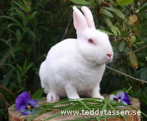 Teddytassens Eskimå