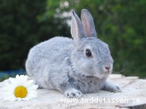 Teddytassens Evert