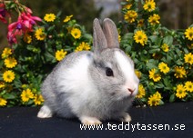 Teddytassens Fantasia