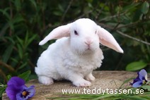 Teddytassens Ferdinand