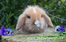 Teddytassens Fiona