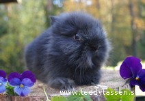 Teddytassens Frida
