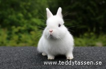 Teddytassens Froste