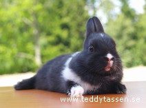 Teddytassens Galaxy