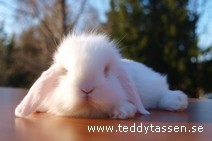 Teddytassens Gameboy