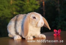 Teddytassens Gentleman