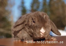 Teddytassens Gert