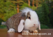 Teddytassens Geting