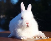 Teddytassens Gibson