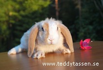 Teddytassens Gimli