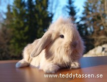 Teddytassens Gin