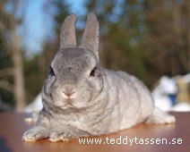 Teddytassens Ginger