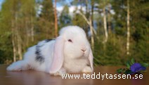 Teddytassens Gisela