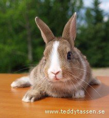 Teddytassens Gitten