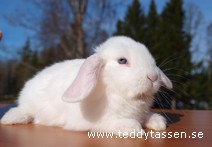 Teddytassens Glassen
